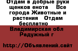 Отдам в добрые руки щенков енота. - Все города Животные и растения » Отдам бесплатно   . Владимирская обл.,Радужный г.